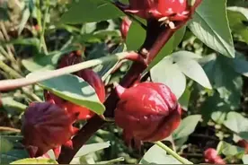 路边发现神秘野果，已“销声匿迹”多年！这种“花”你认识吗？图片