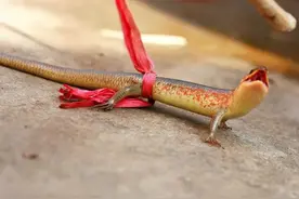 俗称“四脚蛇”，以前当玩具养，却不知道价值很高，现在很难见到图片