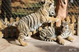 山东青岛：东北虎“双胞胎”幼崽迎虎年图片