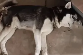 哈士奇咬了6只母鸡和鸭，被拴了起来：你摊上大事了呀图片