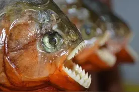 三分钟带你了解亚马逊食人鱼图片