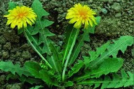 带你识别蒲公英图片