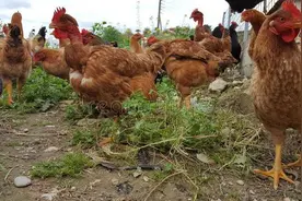 高温养鸡应注意哪些疾病图片