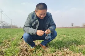 麦苗普遍发黄，农资老板：土地深翻惹的祸，农民提出质疑图片