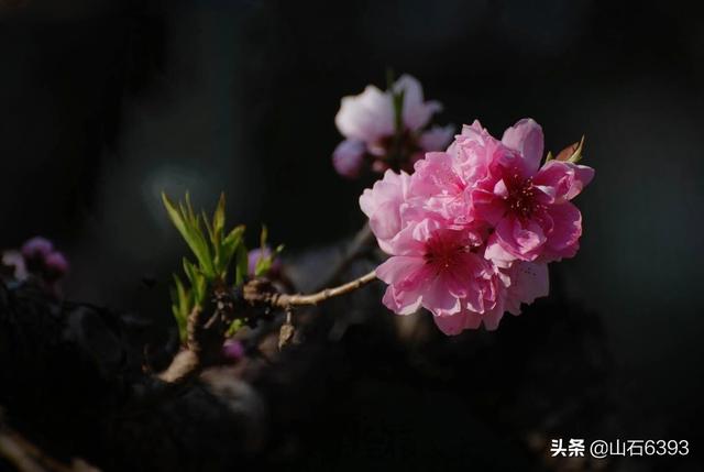 烟台才情女诗人作家雨馨（张爱玲）的情感散文——《兄弟情深》