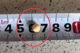 概率五万分之一！大连女子海螺里吃出“海螺珠”，有多值钱？图片