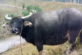 2000年广西农民养了一头水牛，10年后成“神牛”有人出8万都不卖图片