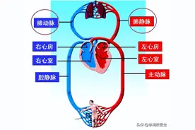 疫情，夫妻久别重逢，不到3小时俄罗斯妻子即晕倒并发生脑死亡图片