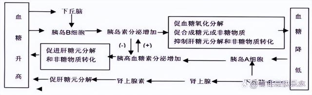 高中生物-人体内环境稳态的生理意义及调节
