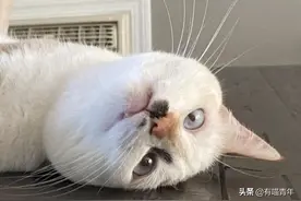 不小心感染了猫癣，我的头差点秃了图片