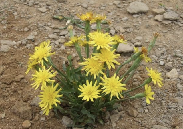 楦﹁懕灞炴鐗╃殑鐗圭偣鍙婄敤閫? onerror=