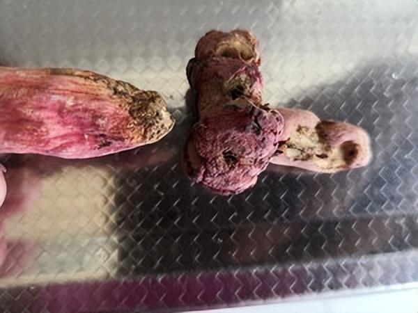 红菇花胶怎么煲 红菇花胶怎么煲好吃