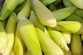 水煮玉米时，最忌直接下锅，记住这3点，个个香甜软糯超好吃图片