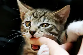 养猫多年，我发现猫咪“轻咬”主人，不是在跟你玩图片