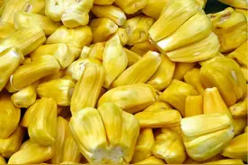 每日一花6.27：波罗蜜：大如冬瓜图片