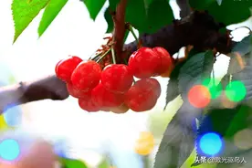 智慧农业成本与效益双丰收的驱鸟利器-智能激光驱鸟器图片