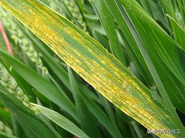 小麦灌浆期高产管理技术，冲刺小麦高产