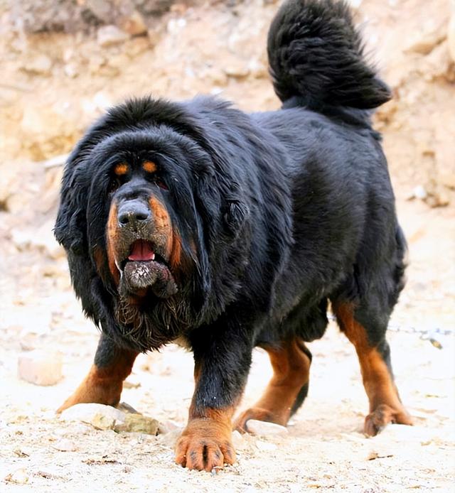 鬼獒vs狮子，如果藏獒之王单挑猫科一哥，谁会活到最后呢？