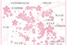 来武汉看樱花，哪天最美？最新权威预报来了！图片