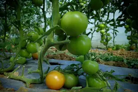 种植西红柿简单一招，徒长消失了，茎秆粗壮结果多图片