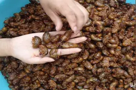 金蝉虽好吃，有没有营养？常吃对身体好不好？为了健康，建议看看图片