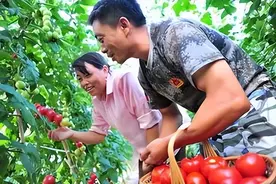 禁止村民在房前屋后种黄瓜西红柿等蔬菜？当地回应：已要求纠正图片