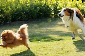 为什么交配后，公狗马上就转身离开？图片