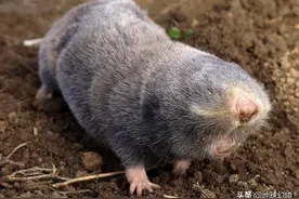 30张恐怖生物照：瞎老鼠天生就没有眼睛，枝吻纽虫嘴里吐出一张网图片