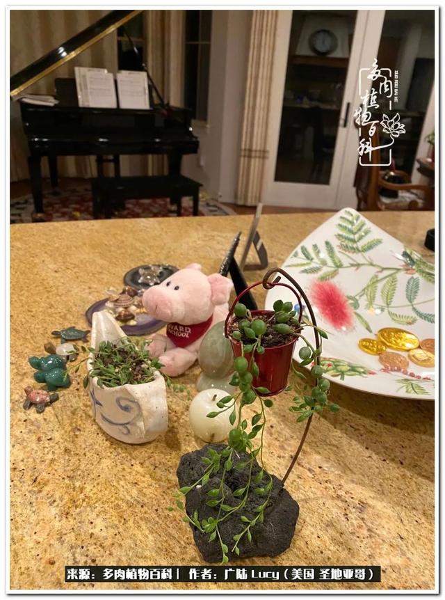 疫情送给我的礼物:肉肉娃和狗狗娃