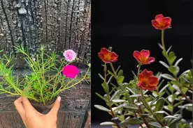 为啥自己的太阳花每天就开一两朵，如何让它花开满盆？图片