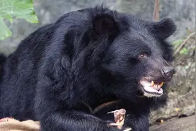 2020年四川女子送7岁儿子上学，黑熊一路跟随，最终被3只黑熊分食图片
