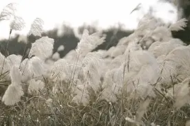 七律：秋兴(三)图片