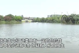 钓友收获鳄雀鳝，网友：请放生，专家称很刑图片