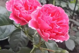 春末夏初，专属月季的高光时刻图片