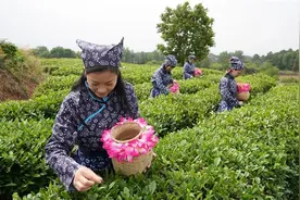 刘猴镇：黄金村里黄金芽 又是一年采茶忙图片