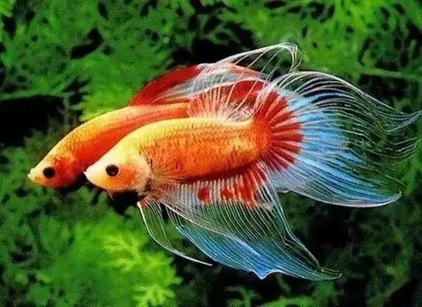 海里100种鱼名字及图片,海洋中 10 种最濒危的鱼类 - 冷求网