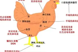霉菌毒素对家禽的危害，十大表现形式及防治图片