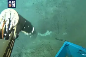 一问到底丨“深海勇士”号探秘深海冷泉区 都有哪些新发现？图片