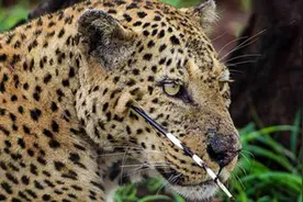 身体被比较大的异物扎伤了，我该不该拔掉它？图片