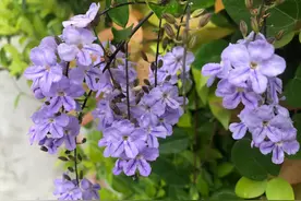 邪恶的化身——假连翘图片