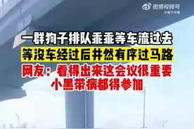 汪汪队集体出行是有什么活动吗？图片