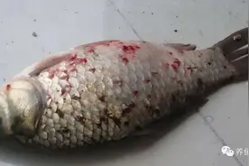 常见鱼寄生虫基本性状和辨别诊治(下)：孢子虫、复口吸虫、锚头鳋图片