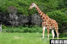 世界之最——最高的动物排行图片