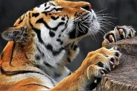 人类身上，也有堪比猛兽的攻击性部位？施展起来能“吓自己一跳”图片