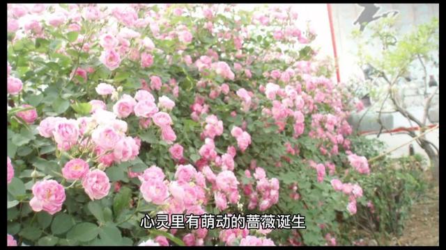 情感美文《爱与幻》