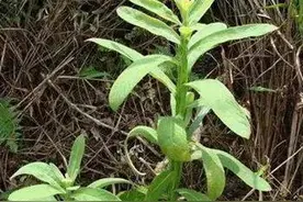 路边常见的六棱菊，农村人称为“臭灵丹草”，家乡遇见请重视图片