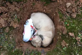 猫咪死后不能埋，原来是有科学依据的图片