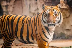 2003年中国送5只华南虎进入非洲草原，繁衍到15只后，发现不对劲图片