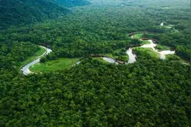 亚马逊雨林：地球之肺、绿色的天堂却是人类禁区，究竟有多恐怖？图片