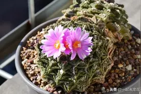4款多肉号称“潜力股”，小苗很普通，养成大苗价值珍贵，美极了图片